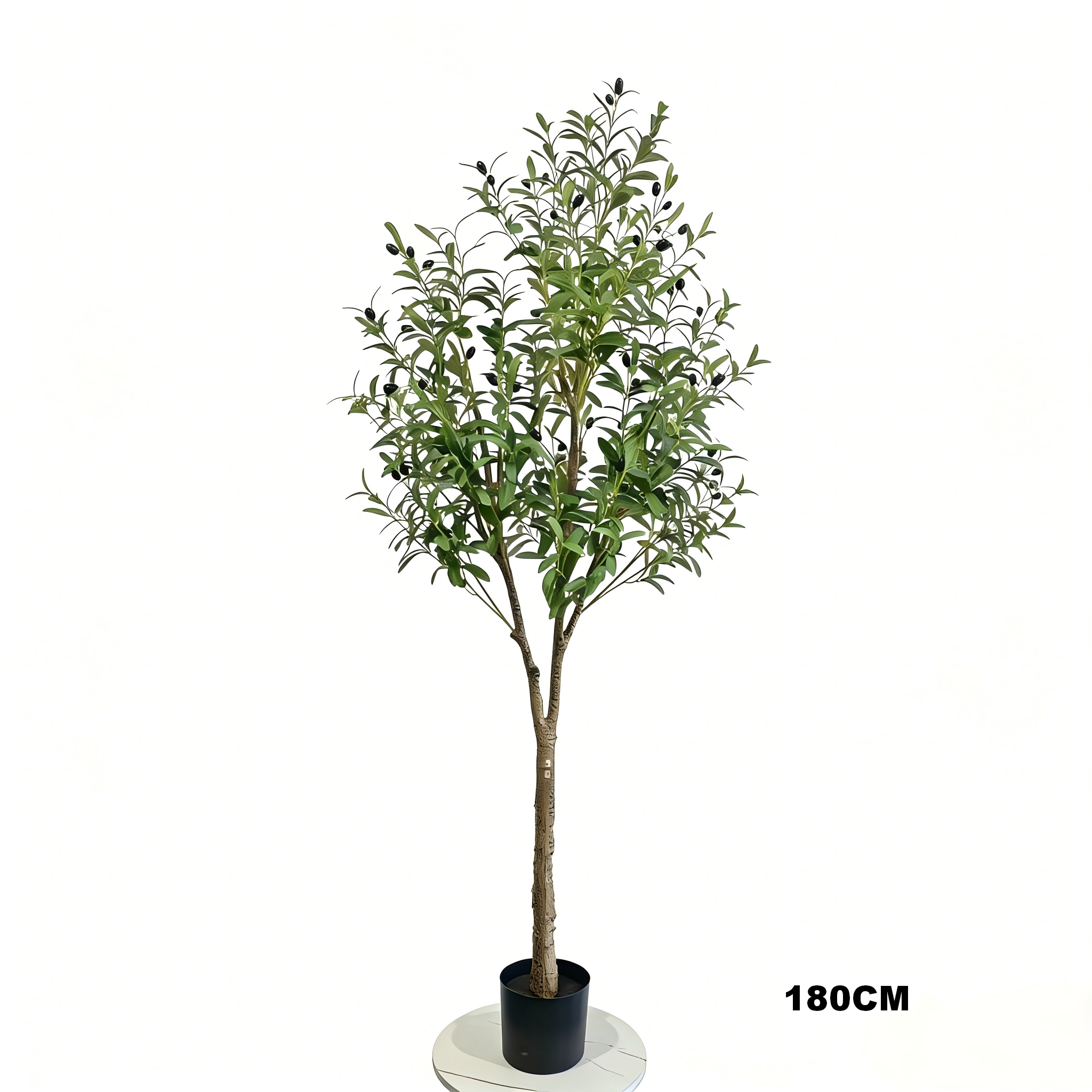 Olive Tree H2